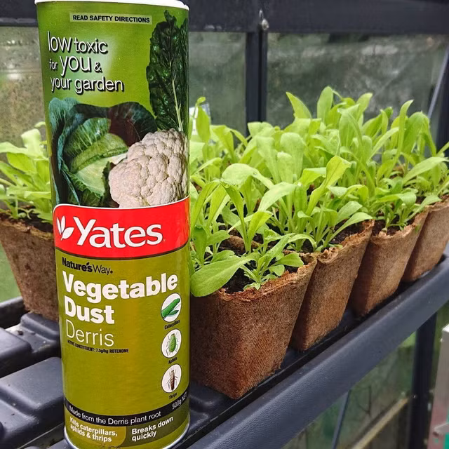 Cay thuoc ca kich doc moc khap noi nhung van co nhung cong dung khac-Hinh-6