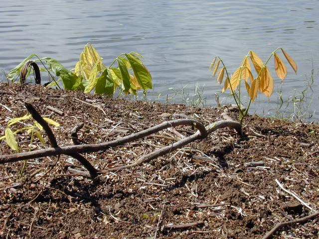 Cay thuoc ca kich doc moc khap noi nhung van co nhung cong dung khac-Hinh-4