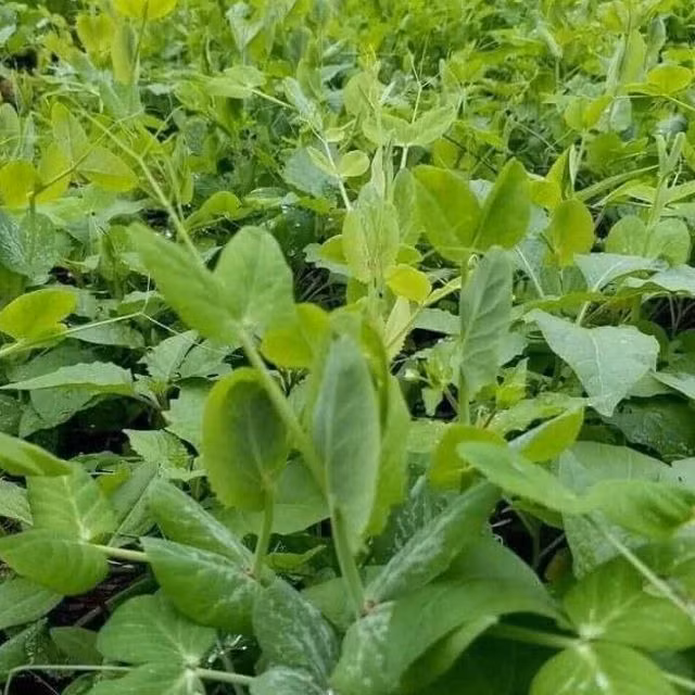 Nhung mon an tu rau dau Ha Lan co loi cho tim mach, nuoi duong gan