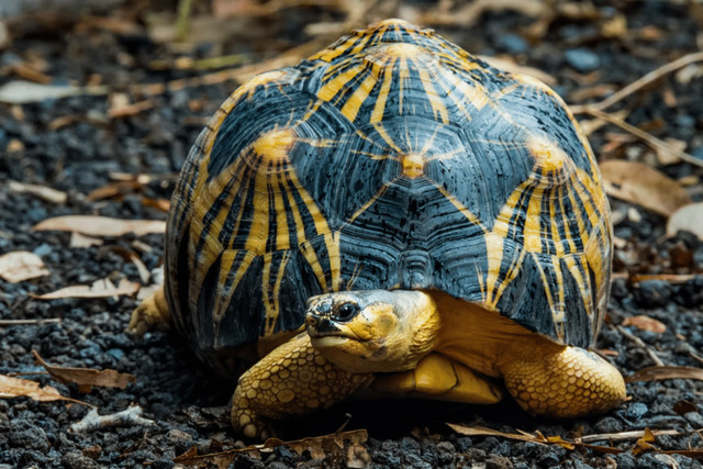 Vì sao rùa Ấn Độ được nhiều người Việt lùng mua? - Hình 12 Vi sao rua An Do duoc nhieu nguoi Viet lung mua?-Hinh-12