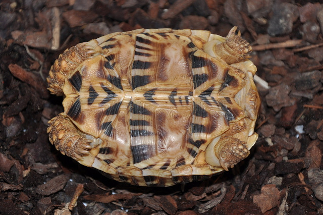 Vì sao rùa Ấn Độ được nhiều người Việt lùng mua? - Hình 6 Vi sao rua An Do duoc nhieu nguoi Viet lung mua?-Hinh-6