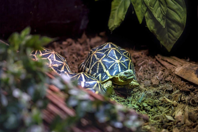 Vì sao rùa Ấn Độ được nhiều người Việt lùng mua? - Hình 10 Vi sao rua An Do duoc nhieu nguoi Viet lung mua?-Hinh-10