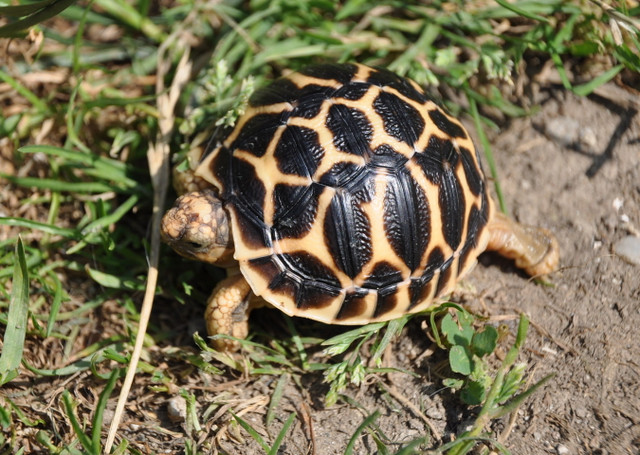 Vì sao rùa Ấn Độ được nhiều người Việt lùng mua? - Hình 9 Vi sao rua An Do duoc nhieu nguoi Viet lung mua?-Hinh-9