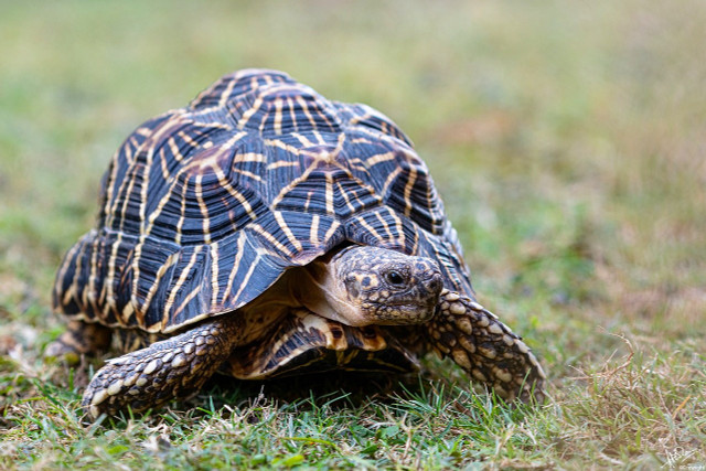 Vì sao rùa Ấn Độ được nhiều người Việt lùng mua? - Hình 4 Vi sao rua An Do duoc nhieu nguoi Viet lung mua?-Hinh-4