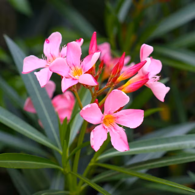 Bo cay Long dom khong chi dep ma con co tac dung chua benh bat ngo-Hinh-3