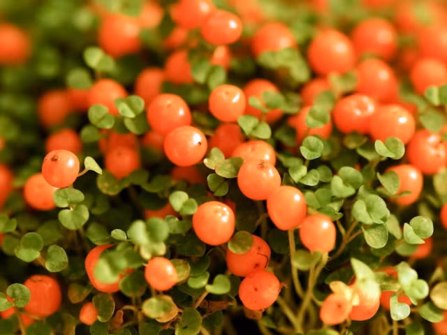 Bo cay Long dom khong chi dep ma con co tac dung chua benh bat ngo-Hinh-6