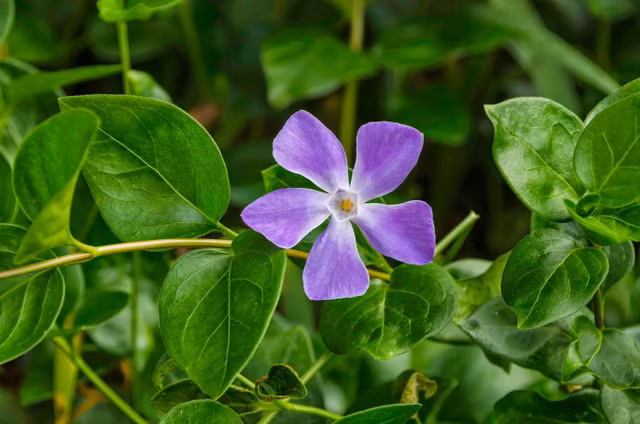 Bo cay Long dom khong chi dep ma con co tac dung chua benh bat ngo-Hinh-2