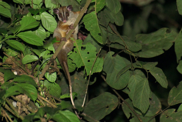 Những loài thú có túi tiêu biểu nhất của Châu Mỹ - Hình 4 Nhung loai thu co tui tieu bieu nhat cua Chau My-Hinh-4