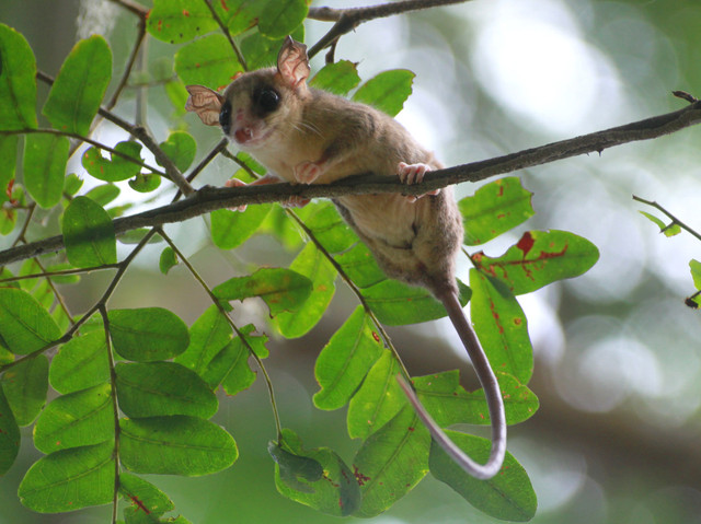 Những loài thú có túi tiêu biểu nhất của Châu Mỹ - Hình 6 Nhung loai thu co tui tieu bieu nhat cua Chau My-Hinh-6