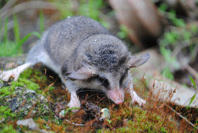 Những loài thú có túi tiêu biểu nhất của Châu Mỹ - Hình 9 Nhung loai thu co tui tieu bieu nhat cua Chau My-Hinh-9