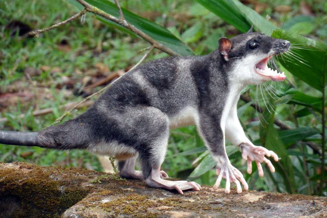 Những loài thú có túi tiêu biểu nhất của Châu Mỹ - Hình 8 Nhung loai thu co tui tieu bieu nhat cua Chau My-Hinh-8