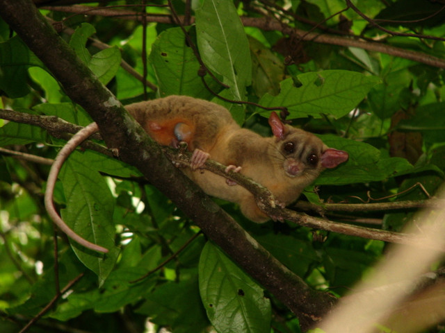 Những loài thú có túi tiêu biểu nhất của Châu Mỹ - Hình 5 Nhung loai thu co tui tieu bieu nhat cua Chau My-Hinh-5