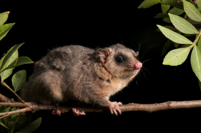 Những loài thú có túi tiêu biểu nhất của Châu Mỹ - Hình 7 Nhung loai thu co tui tieu bieu nhat cua Chau My-Hinh-7