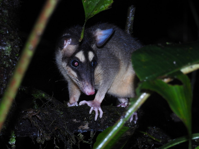 Những loài thú có túi tiêu biểu nhất của Châu Mỹ - Hình 11 Nhung loai thu co tui tieu bieu nhat cua Chau My-Hinh-11