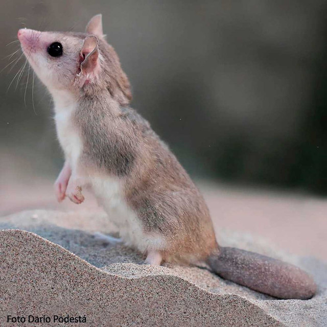 Những loài thú có túi tiêu biểu nhất của Châu Mỹ - Hình 10 Nhung loai thu co tui tieu bieu nhat cua Chau My-Hinh-10