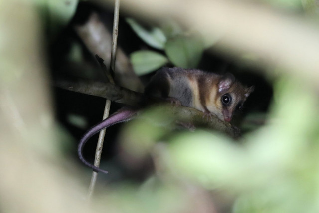 Những loài thú có túi tiêu biểu nhất của Châu Mỹ - Hình 2 Nhung loai thu co tui tieu bieu nhat cua Chau My-Hinh-2