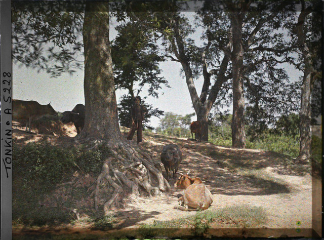 Ảnh màu cực dân dã ở ngoại thành Hà Nội đầu thế kỷ 20 - Hình 8 Anh mau cuc dan da o ngoai thanh Ha Noi dau the ky 20-Hinh-8