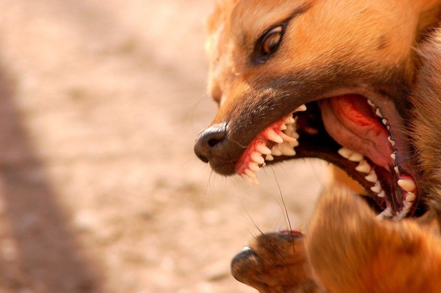 Ám ảnh dịch bệnh được ví như là 'lời nguyển của quỷ dữ' - Hình 10 Am anh dich benh duoc vi nhu la 'loi nguyen cua quy du'-Hinh-10