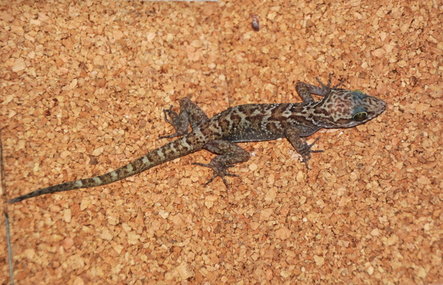 Cận cảnh 17 loài tắc kè độc đáo nhất Việt Nam - Hình 12 Can canh 17 loai tac ke doc dao nhat Viet Nam-Hinh-12