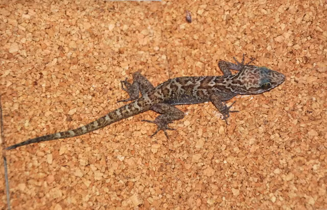 Can canh 17 loai tac ke doc dao nhat Viet Nam-Hinh-12