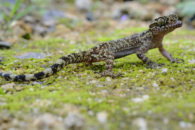 Cận cảnh 17 loài tắc kè độc đáo nhất Việt Nam - Hình 13 Can canh 17 loai tac ke doc dao nhat Viet Nam-Hinh-13