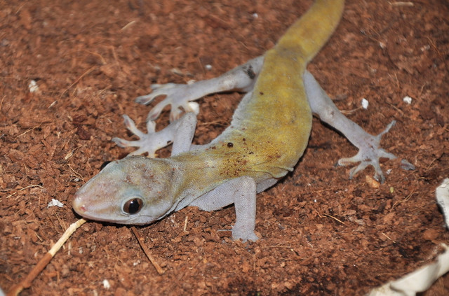 Cận cảnh 17 loài tắc kè độc đáo nhất Việt Nam - Hình 3 Can canh 17 loai tac ke doc dao nhat Viet Nam-Hinh-3