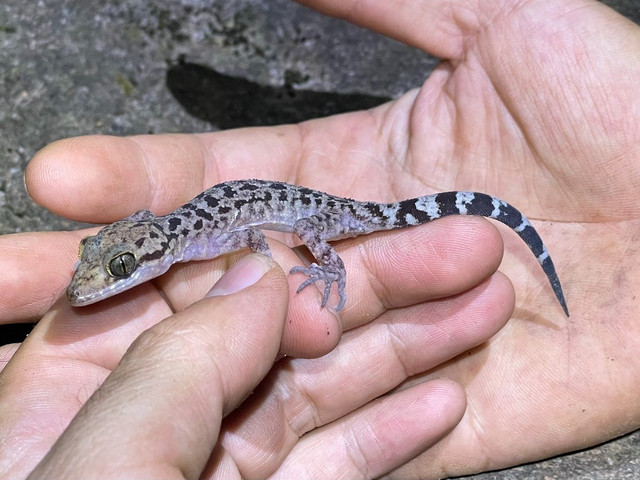 Cận cảnh 17 loài tắc kè độc đáo nhất Việt Nam - Hình 15 Can canh 17 loai tac ke doc dao nhat Viet Nam-Hinh-15