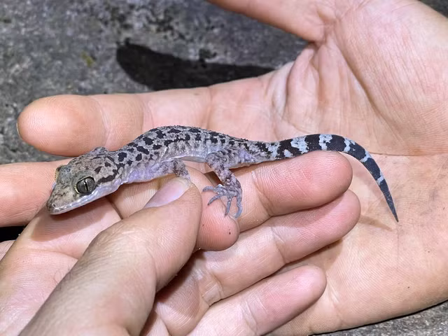 Can canh 17 loai tac ke doc dao nhat Viet Nam-Hinh-15