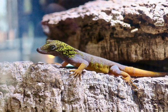 Cận cảnh 17 loài tắc kè độc đáo nhất Việt Nam - Hình 4 Can canh 17 loai tac ke doc dao nhat Viet Nam-Hinh-4