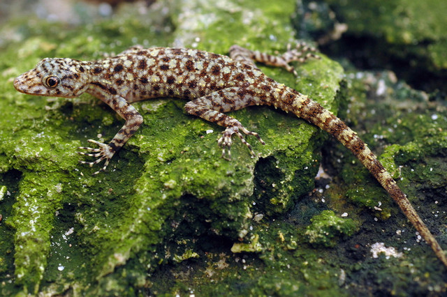 Cận cảnh 17 loài tắc kè độc đáo nhất Việt Nam - Hình 5 Can canh 17 loai tac ke doc dao nhat Viet Nam-Hinh-5