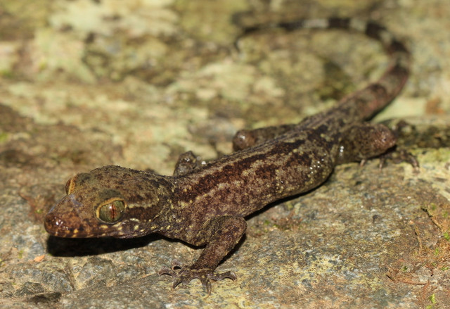 Cận cảnh 17 loài tắc kè độc đáo nhất Việt Nam - Hình 14 Can canh 17 loai tac ke doc dao nhat Viet Nam-Hinh-14