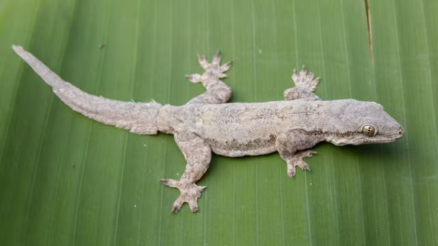 Can canh 17 loai tac ke doc dao nhat Viet Nam-Hinh-6