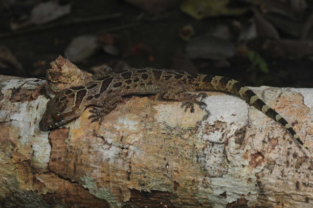 Cận cảnh 17 loài tắc kè độc đáo nhất Việt Nam - Hình 11 Can canh 17 loai tac ke doc dao nhat Viet Nam-Hinh-11