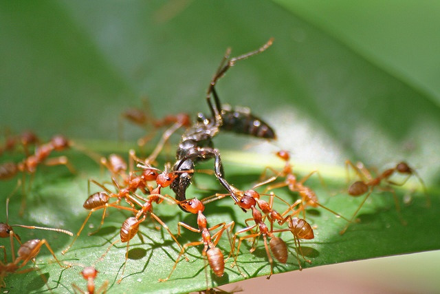 12 loài săn mồi khét tiếng trong thế giới côn trùng 12 loai san moi khet tieng trong the gioi con trung