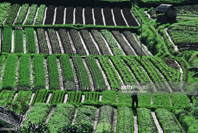 Thành phố sương mù Đà Lạt năm 1994 trông như thế nào? - Hình 2 Thanh pho suong mu Da Lat nam 1994 trong nhu the nao?-Hinh-2