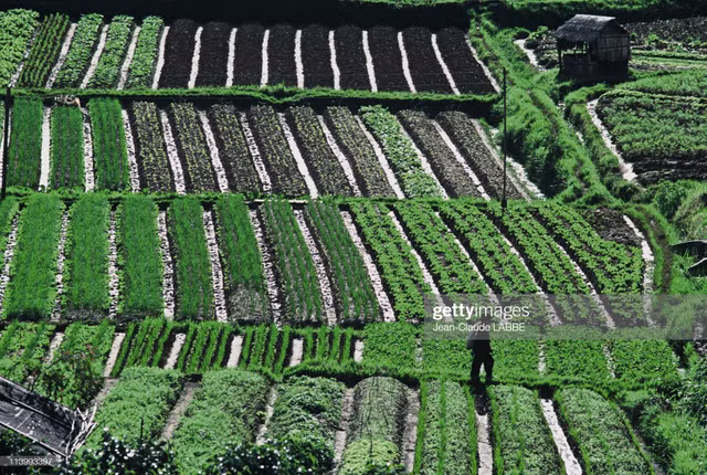Thanh pho suong mu Da Lat nam 1994 trong nhu the nao?-Hinh-2