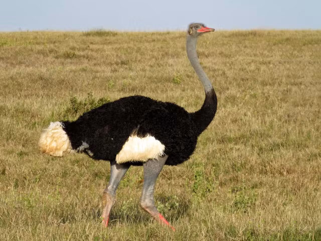 Nhung loai chim chay co ban chan to va doc dao nhat the gioi-Hinh-2