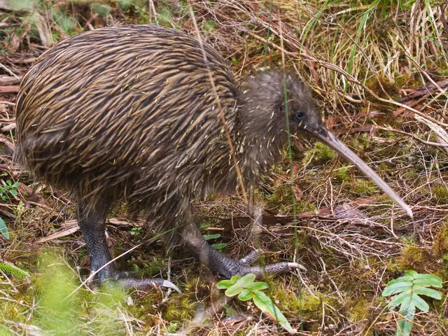 Nhung loai chim chay co ban chan to va doc dao nhat the gioi-Hinh-8