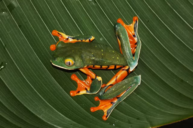 Su ky di cua loai nhai ben it ai biet