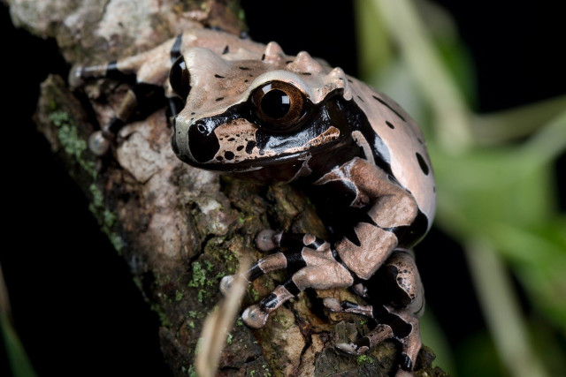Sự kỳ dị của loài nhái bén ít ai biết - Hình 4 Su ky di cua loai nhai ben it ai biet-Hinh-4