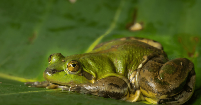 Sự kỳ dị của loài nhái bén ít ai biết - Hình 7 Su ky di cua loai nhai ben it ai biet-Hinh-7