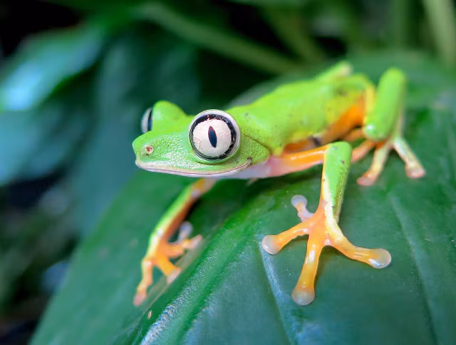 Su ky di cua loai nhai ben it ai biet-Hinh-8