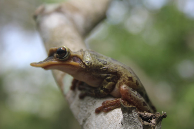 Sự kỳ dị của loài nhái bén ít ai biết - Hình 5 Su ky di cua loai nhai ben it ai biet-Hinh-5