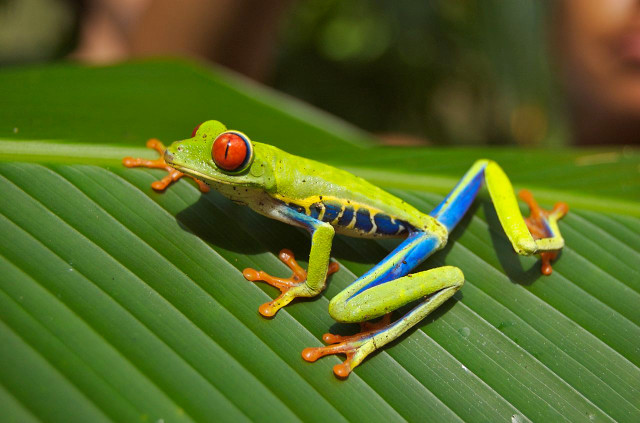 Sự kỳ dị của loài nhái bén ít ai biết - Hình 6 Su ky di cua loai nhai ben it ai biet-Hinh-6