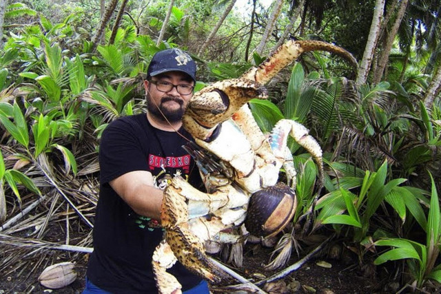 Điều khó tin về loài chân khớp sống trên cạn lớn nhất Trái Đất - Hình 12 Dieu kho tin ve loai chan khop song tren can lon nhat Trai Dat-Hinh-12