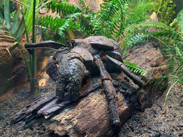 Điều khó tin về loài chân khớp sống trên cạn lớn nhất Trái Đất - Hình 4 Dieu kho tin ve loai chan khop song tren can lon nhat Trai Dat-Hinh-4