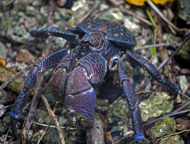 Điều khó tin về loài chân khớp sống trên cạn lớn nhất Trái Đất - Hình 7 Dieu kho tin ve loai chan khop song tren can lon nhat Trai Dat-Hinh-7