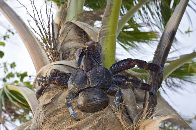 Điều khó tin về loài chân khớp sống trên cạn lớn nhất Trái Đất - Hình 10 Dieu kho tin ve loai chan khop song tren can lon nhat Trai Dat-Hinh-10