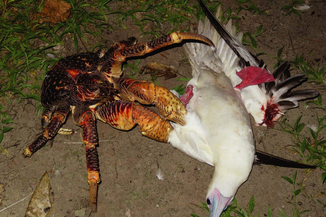 Điều khó tin về loài chân khớp sống trên cạn lớn nhất Trái Đất - Hình 9 Dieu kho tin ve loai chan khop song tren can lon nhat Trai Dat-Hinh-9