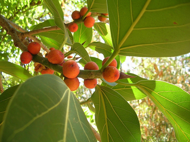 30 loài cây quốc thụ nổi tiếng thế giới có gì đặc biệt? - Hình 6 30 loai cay quoc thu noi tieng the gioi co gi dac biet?-Hinh-6